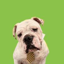 Thumbnail photo of Georgie-ADOPT Me! #2