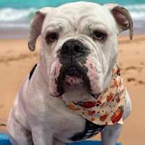 Thumbnail photo of Georgie-ADOPT Me! #3