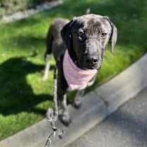 Thumbnail photo of Calliope #4