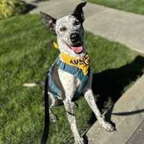 Thumbnail photo of Bandit #1