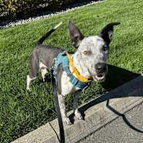 Thumbnail photo of Bandit #3