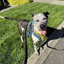 Thumbnail photo of Bandit #4