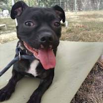 Thumbnail photo of Hank #4