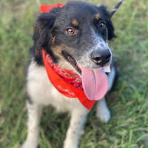 Thumbnail photo of Casey #1