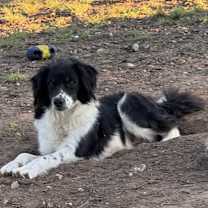 Thumbnail photo of Casey #2