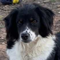 Thumbnail photo of Casey #4