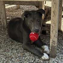 Thumbnail photo of Muddy #3