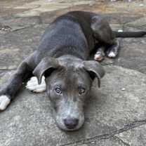 Thumbnail photo of Muddy #4