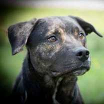 Thumbnail photo of Cooper #1