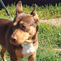 Thumbnail photo of Abby #2