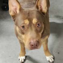 Thumbnail photo of Abby #4