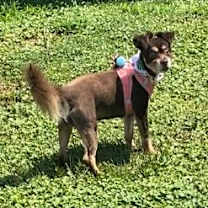 Thumbnail photo of Bree (FL)-PLAYFUL #1