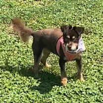 Thumbnail photo of Bree adoption pending! #3