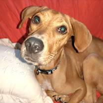 adopt-pet