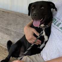 Thumbnail photo of Roscoe #1