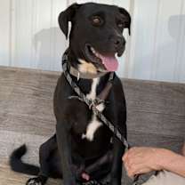 Thumbnail photo of Roscoe #3