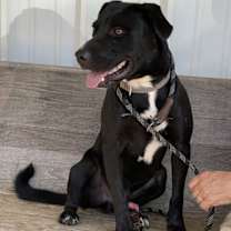 Thumbnail photo of Roscoe #4