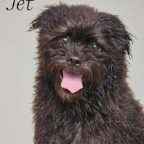 Thumbnail photo of Jet #4