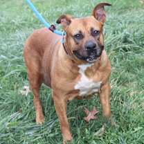 Thumbnail photo of Chloe (Photos 9/21/2024) #1