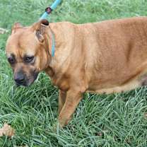 Thumbnail photo of Chloe (Photos 9/21/2024) #3