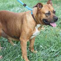 Thumbnail photo of Chloe (Photos 9/21/2024) #4