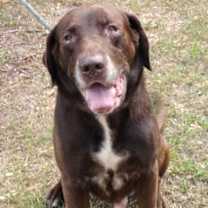 Thumbnail photo of Hulk #2