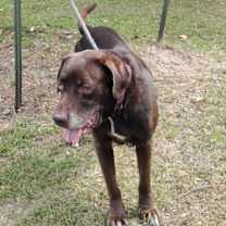 Thumbnail photo of Hulk #4