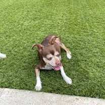 Thumbnail photo of Daisy ADOPTED #3