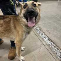 adopt-pet