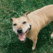 Thumbnail photo of Sadie #3