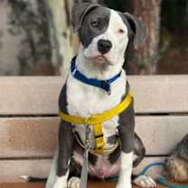 Thumbnail photo of Kai #1