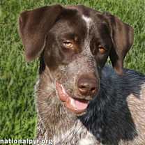 Thumbnail photo of Jolene in TN - Playful & Affectionate! #1