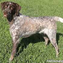 Thumbnail photo of Jolene in TN - Playful & Affectionate! #2