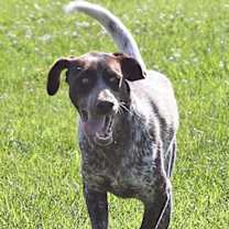 Thumbnail photo of Jolene in TN - Playful & Affectionate! #3