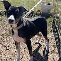 Thumbnail photo of Chloe #1