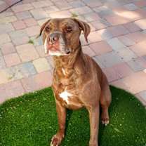 Thumbnail photo of Coco #2