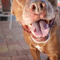 Thumbnail photo of Coco #3