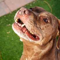 Thumbnail photo of Coco #4