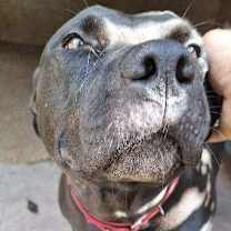 Thumbnail photo of Diesel #2