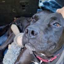 Thumbnail photo of Diesel #3