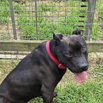 Thumbnail photo of Diesel #4