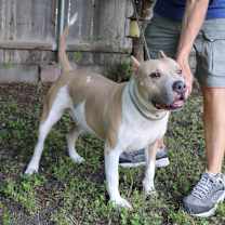 Thumbnail photo of Leo #2