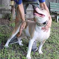 Thumbnail photo of Leo #4