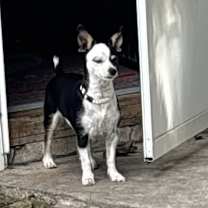 Thumbnail photo of Lyla #2