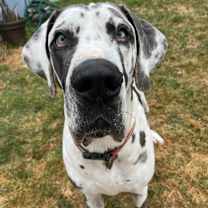 Thumbnail photo of Ares #1