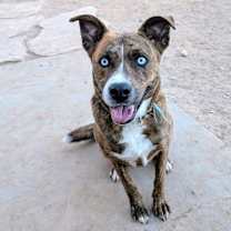Thumbnail photo of GRACIE #1