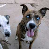 Thumbnail photo of GRACIE #2