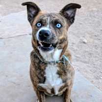Thumbnail photo of GRACIE #3