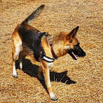 Thumbnail photo of Riley #2