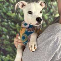 Thumbnail photo of Casper (GA) #2